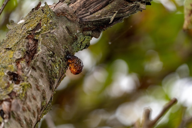 Dettaglio dell'albero in resina ambrata naturale da vicino