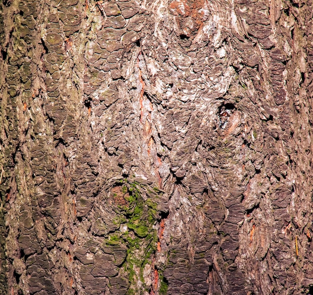Dettaglio della corteccia dell'albero della pioggia dorata nome latino Koelreuteria paniculata
