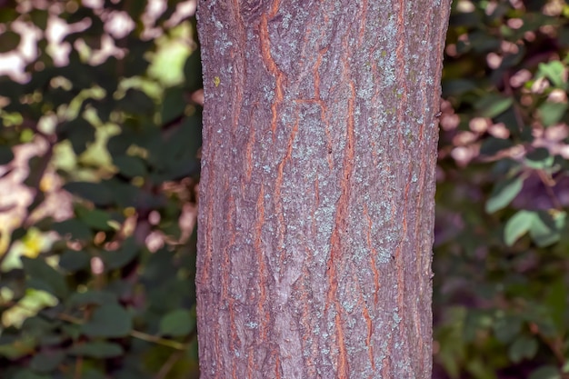 Dettaglio della corteccia dell'albero della pioggia dorata nome latino Koelreuteria paniculata