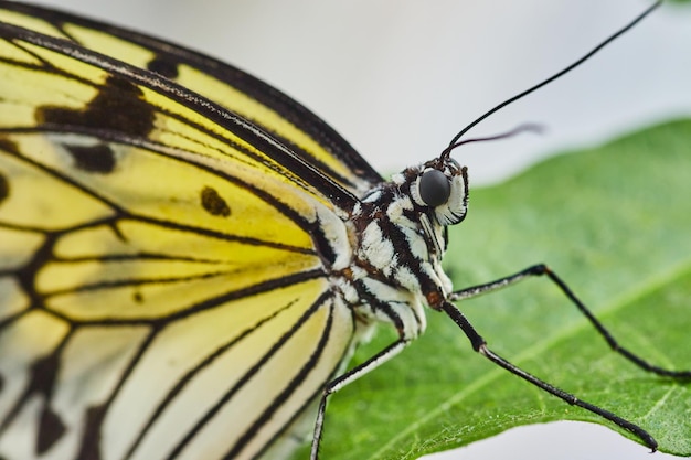 Dettaglio della faccia sulla farfalla a coda di rondine del mimo comune