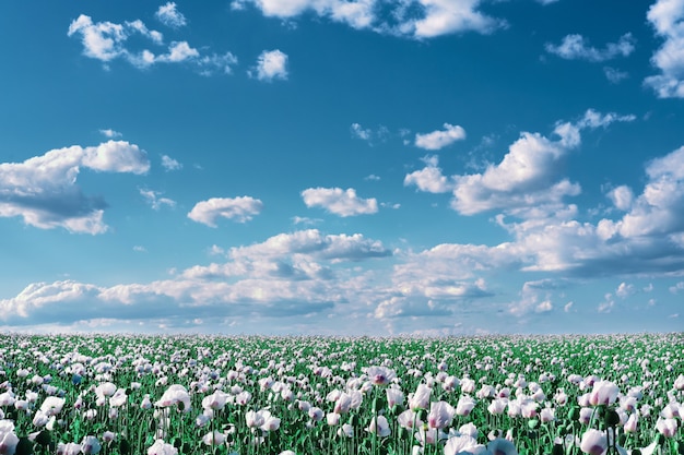 Dettaglio della fioritura del papavero da oppio, in latino papaver somniferum, su un campo. Cloudscape, tonica cielo con nuvole.