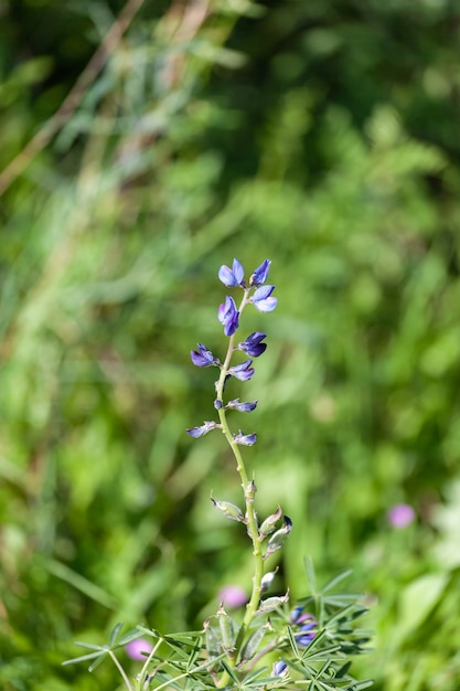Dettaglio della fioritura di un Texas Bluebonnets (Lupinus texensis)