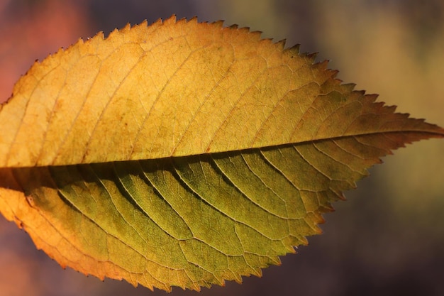 Dettaglio della foglia d'autunno colorata