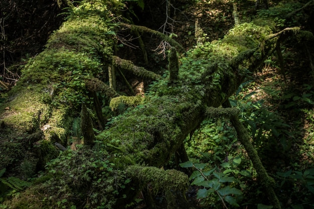 Dettaglio della foresta all'interno della foresta secolare di Slatioara in Romania.