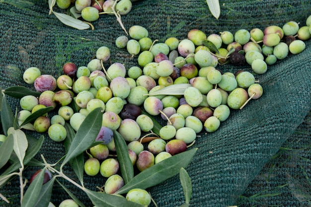 Dettaglio della raccolta delle olive