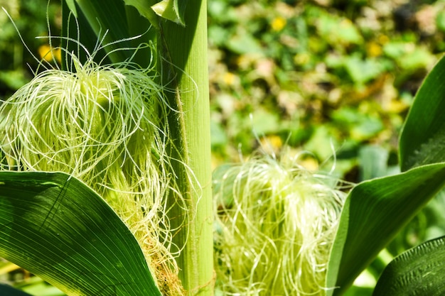 Dettaglio della seta di mais giovane campo di mais campo di mais nella luce del mattino presto harvest