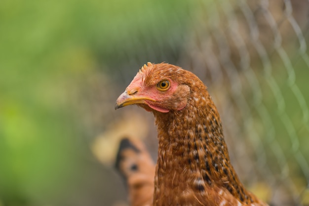 Dettaglio della testa di gallina marrone