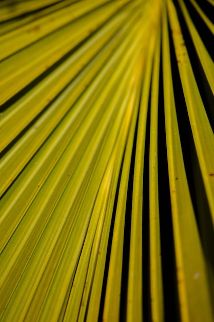 dettaglio delle foglie di una palma
