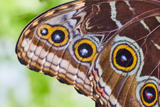 Dettaglio delle macchie sull'ala della farfalla gufo