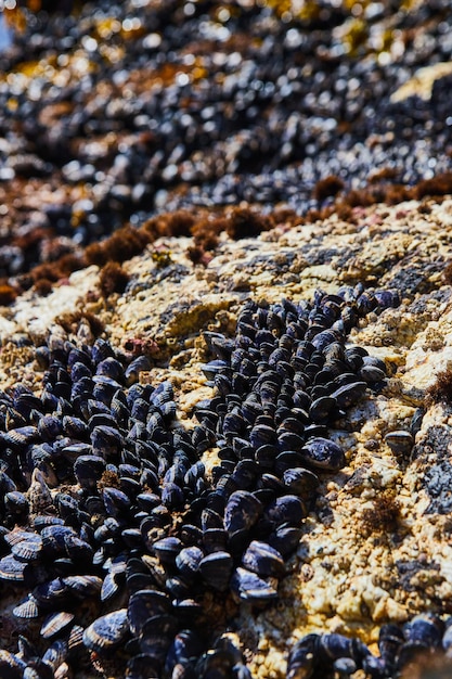 Dettaglio di cozze che ricoprono rocce a centinaia