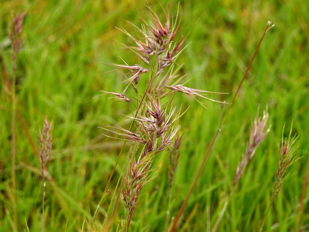 Dettaglio di erbe su sfondo verde primavera