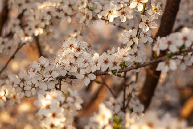 Dettaglio di fiori di susino al tramonto in primavera