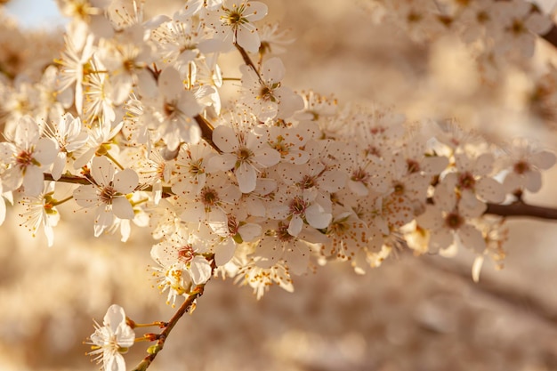 Dettaglio di fiori di susino al tramonto in primavera