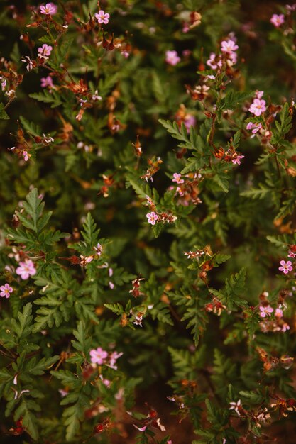 Dettaglio di fiori e piante