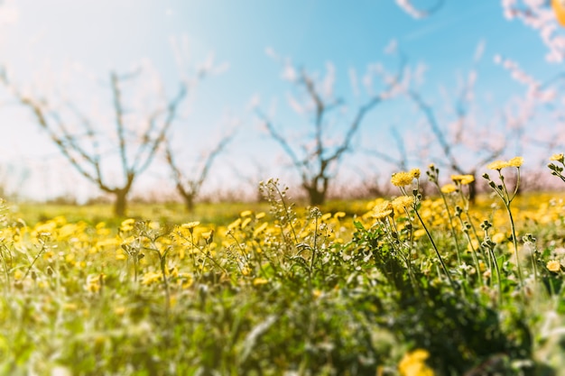 Dettaglio di fiori primaverili