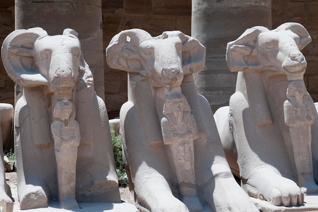 Dettaglio di Luxor Egitto Hyerogliphs