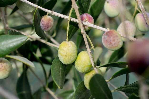 Dettaglio di oliva sul ramo