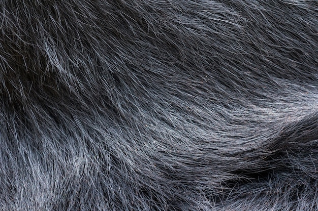dettaglio di pelliccia di orso nero, natura