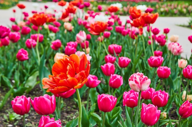 Dettaglio di tulipani in fiore nei giardini primaverili con il fiore rosso in primo piano