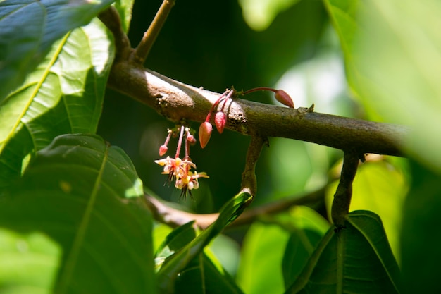 Dettaglio di un albero di cacao nella giungla peruviana