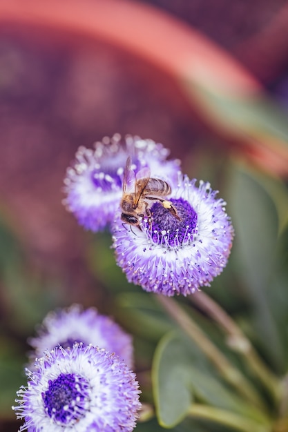 Dettaglio di un&#39;ape in fiore