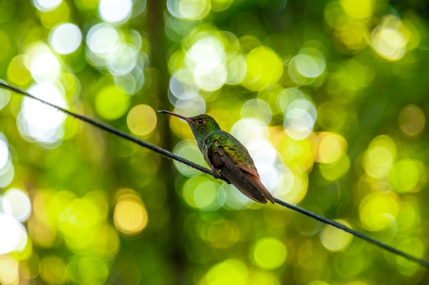 Dettaglio di un bellissimo colibrì verde sul lago Yojoa. Honduras