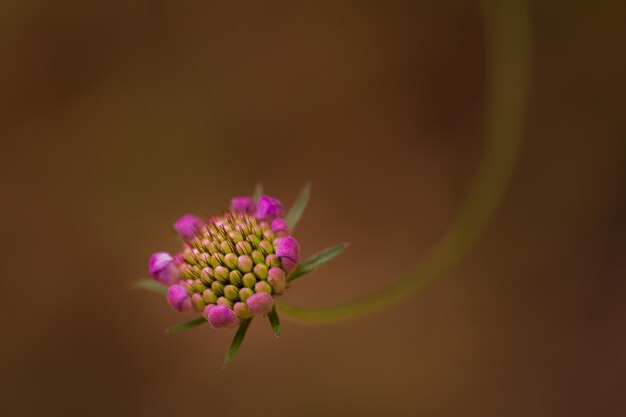 Dettaglio di un fiore originale nella foresta