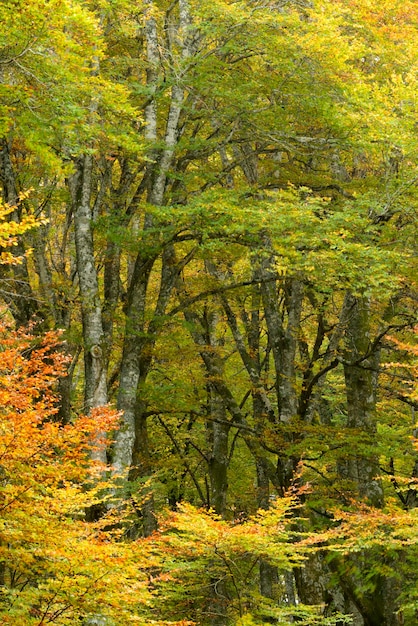 Dettaglio di una foresta di faggi in fogliame autunnale