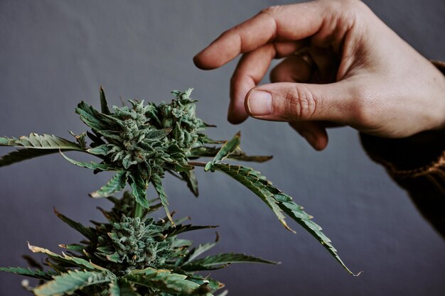 Dettaglio di una mano che tocca il germoglio di una pianta di marijuana con sfondo grigio