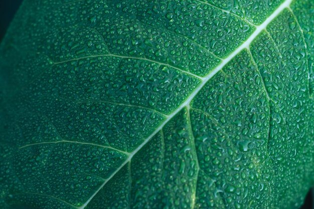 dettaglio di una pianta a foglia in giardino bellissimo modello di sfondo per il design