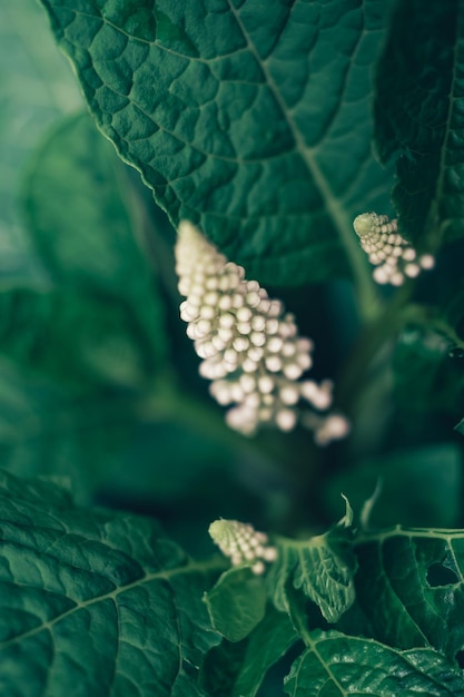 Dettaglio di una pianta americana Phytolacca americana nella foresta