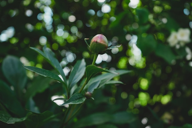 Dettaglio di una pianta da fiore nella foresta Bel modello di sfondo per il design