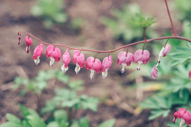 Dettaglio di una pianta da fiore nella foresta Bel modello di sfondo per il design