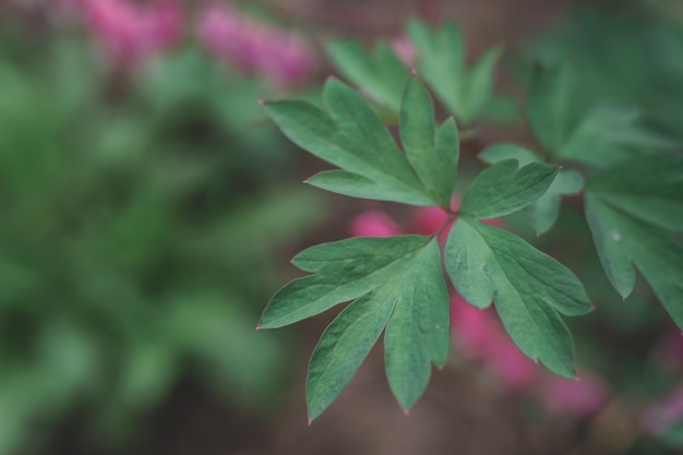 Dettaglio di una pianta da fiore nella foresta Bel modello di sfondo per il design