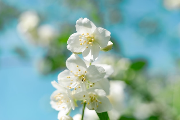 dettaglio di una pianta di fiori bianchi nella foresta bellissimo modello di sfondo per il design