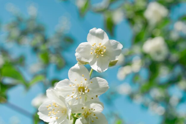 dettaglio di una pianta di fiori bianchi nella foresta bellissimo modello di sfondo per il design