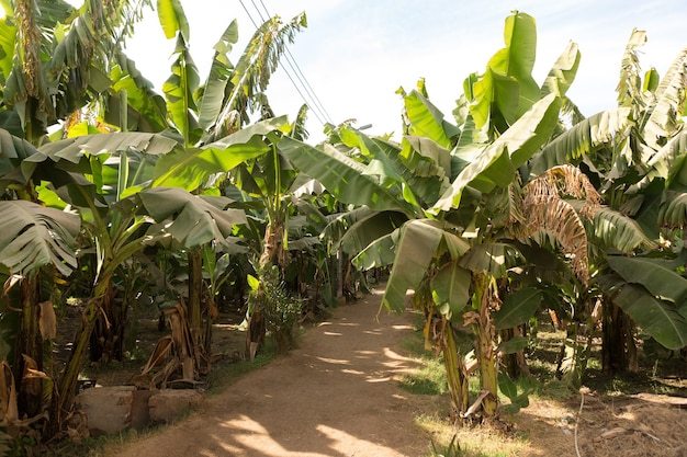 Dettaglio di una piantagione di banane a Luxor, Egitto.