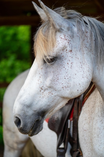 Dettaglio di una testa di cavallo bianco presso l'azienda agricola. Cavallo bianco con macchie marroni.