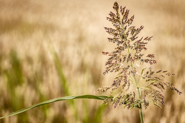 Dettaglio evocativo della natura di campagna