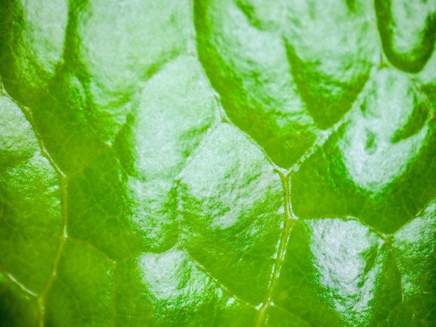 Dettaglio foglia verde con texture. Fotografia realizzata con un microscopio digitale.