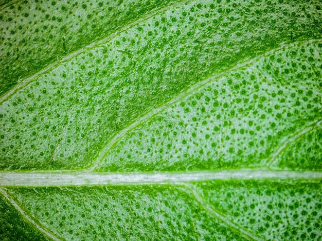 Dettaglio foglia verde con texture. Fotografia realizzata con un microscopio digitale.