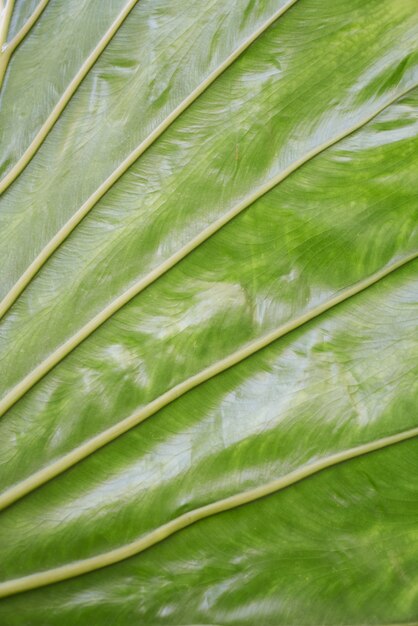 Dettaglio foglia verde