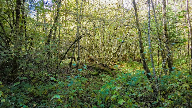 Dettaglio in legno di montagna durante il giorno in autunno