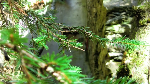 Dettaglio in legno di montagna durante il giorno in autunno