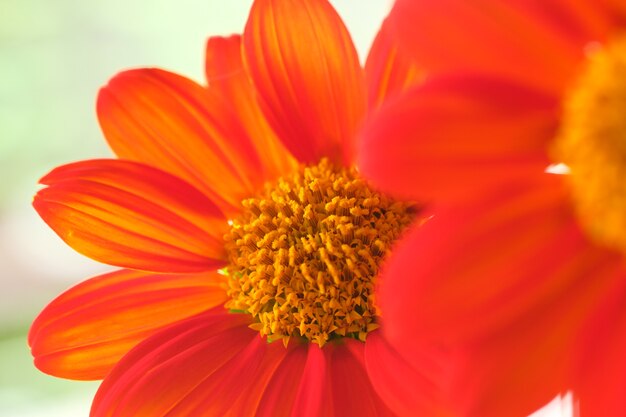 dettaglio per sfondo fiore rosso