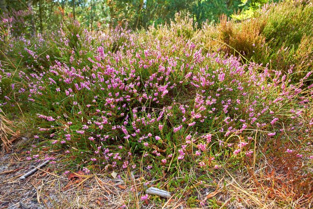 Dettaglio strutturato di calluna vulgaris che fiorisce e fiorisce nella natura selvaggia Vista panoramica di fiori di piante di erica che crescono e fioriscono su cespugli o arbusti verdi in un campo remoto prato o campagna