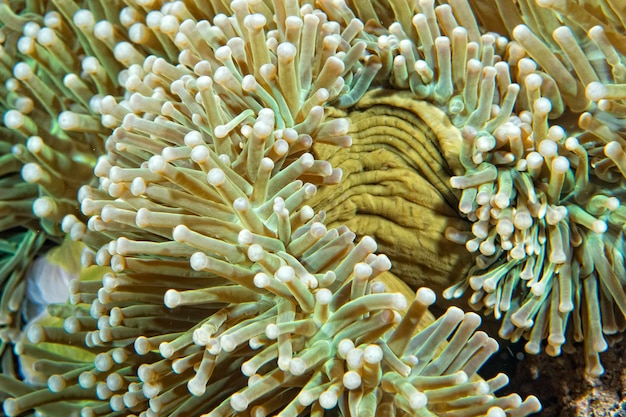 Dettaglio tentacoli di anemone verde