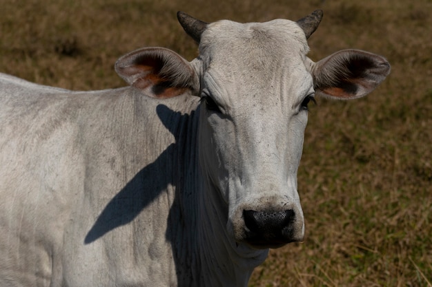 Dettaglio testa di mucca Nellore bianco