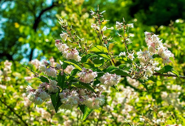 Deutzia crenata fiori fiore della neve giapponese Deutzia sottile Deutzia fuzzy Deutzia Deutzia a doppia fiore