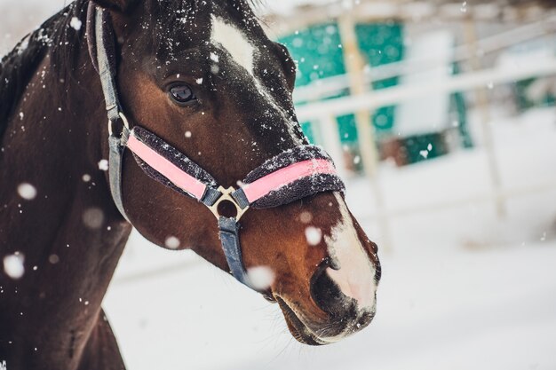 Deviazione del cavallo da corsa inglese